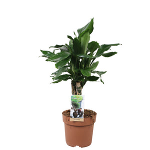 Dracaena fragrans Green Houseplant – 17cm Pot, 60cm High