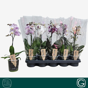 Phalaenopsis Orchid – 12cm Pot, 38cm Tall