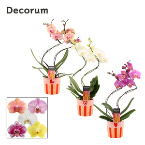 Mixed Phalaenopsis Orchid – 2 Stem, 12cm Ceramic Pot