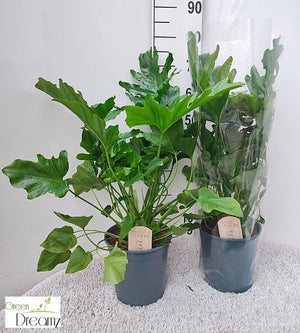 Philodendron ‘Phil Hope’ – 21cm Pot, 85cm Height