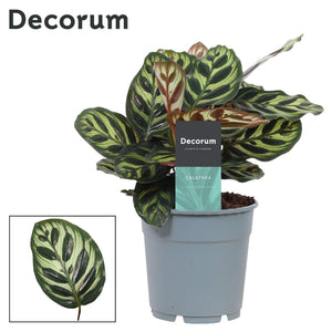 Calathea Peacock Plant (Calathea makoyana) – 12cm Pot