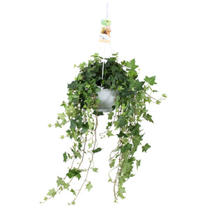Green English Ivy (Hedera helix) – 17cm Pot