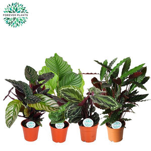 Mixed Calathea Houseplant (Calathea spp.) – 17cm Pot, 55cm High