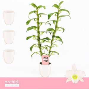 White Dendrobium Nobile Orchid – 12cm Pot, 50cm