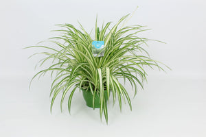 Spider Plant (Chlorophytum comosum 'Vittatum') – 21cm Pot