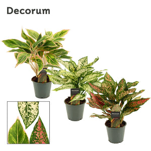 Aglaonema Mixed Variety – 12cm Pot, 35cm Height