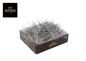 Tillandsia Ionantha ‘Super Silver’ Air Plant – 15cm