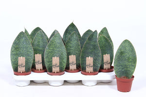 Sansevieria trifasciata ‘Victoria’ – 10.5cm Pot