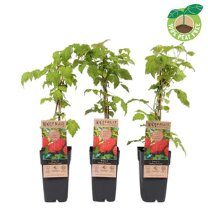 Malling Promise Raspberry Plant (Rubus idaeus) – 15cm Pot
