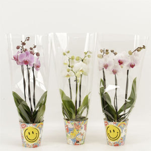 Mixed Phalaenopsis Orchid – 3 Stem, 12cm Pot