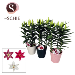 Mixed Oriental Lilies – 19cm Zinc Bucket