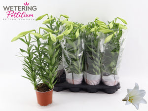Lilum ‘Lil Lo Miracle’ Lily – 13cm Pot