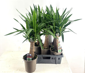 Yucca Elephantipes – 19cm Pot, Approx. 80cm High