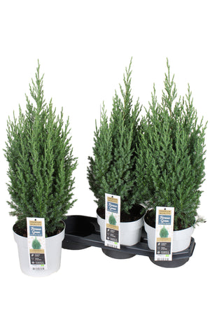 Stricta Juniper (Juniperus chinensis) – 19cm Pot