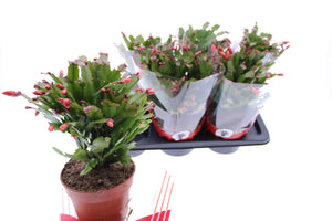 Orange Christmas Cactus (Schlumbergera) – 17cm Pot