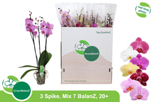 Mixed Phalaenopsis Orchid – 12cm Pot, 75cm Tall