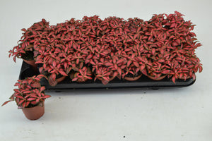 Fittonia 'Forest Flame' Nerve Plant – 8.5cm Pot