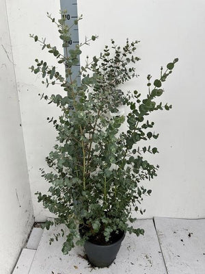 Eucalyptus urnigera – 23cm Pot, Approx. 100cm