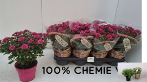Chrysanthemum ‘Sosi’ Flowering Houseplant – 14cm Pot