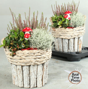 Garden Plant Arrangement – 22cm Wooden Pot