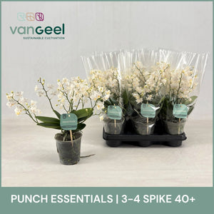 White Phalaenopsis Orchid – 12cm Pot, 35cm High