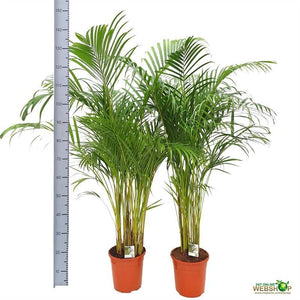 Areca Palm (Dypsis lutescens) – 24cm Pot, 135cm