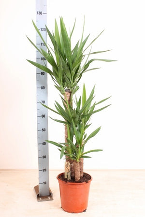 Yucca Houseplant (Yucca) – 24cm Pot, 130cm Height