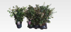 Abelia grandiflora – 17cm Pot, Approx. 60cm Tall