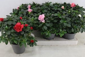 Mixed Azalea (Rhododendron simsii) – 14cm Pot