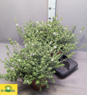 Westringia ‘Wynya Gem’ – 19cm Pot, 45cm High