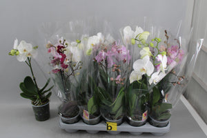 Mixed Phalaenopsis Orchid – 12cm Pot, 50cm High