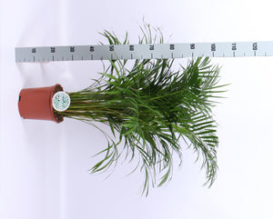 Areca Palm (Dypsis lutescens) – 21cm Pot, 100cm High
