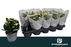 White Double Kalanchoe – 12cm Pot