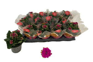 Purple Double Kalanchoe – 10.5cm Pot