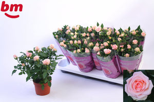 Baby Jewel Rose (Rosa) – 10.5cm Pot
