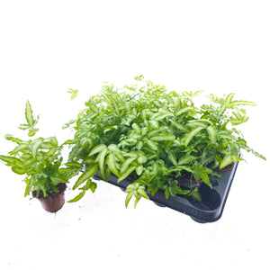 Silver Ribbon Fern (Pteris albolineata) – 7cm Pot