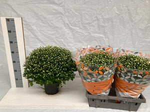 White Chrysanthemum (Indicum Group) – 19cm Pot, 50cm Tall