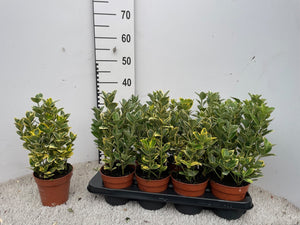Japanese Spindle Tree (Euonymus japonicus) – 13cm Pot