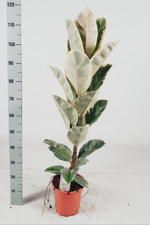 Ficus elastica ‘Tineke’ Rubber Plant – 21cm Pot