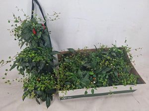 Green and Red Garden Plant – 50cm Pot