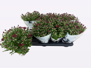 Red Chrysanthemum (Chrysanthemum indicum Group) – 14cm Pot