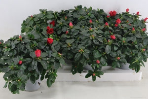 Rhododendron 'Hellmut Vog' – 13cm Pot