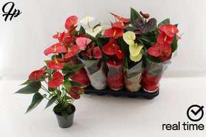 Mixed Anthurium Flowering Houseplant – 12cm Pot