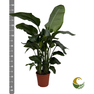 White Bird of Paradise (Strelitzia nicolai) – 27cm Pot, 160cm Tall