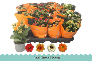 Mixed Double Kalanchoe – 9cm Pot