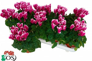 Small-Flowered Cyclamen (Cyclamen persicum) – 10.5cm Pot