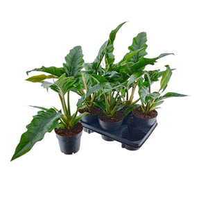 Philodendron Narrow Escape – 14cm Pot, 40cm Height