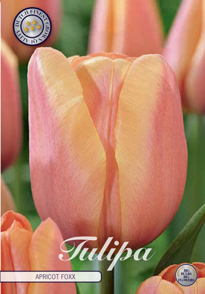 Tulip ‘Apricot Foxx’ Flower Bulbs – Size 12/+