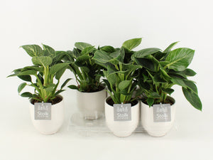 Philodendron Green Wave – 13cm Ceramic Pot