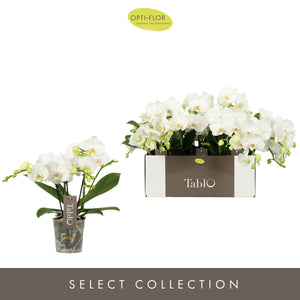 White Phalaenopsis Orchid ‘Tablo Champagne’ – 12cm Pot